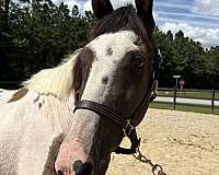 15-hand-spotted-saddle-mare