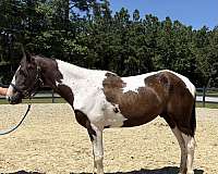 pinto-gelding-for-sale