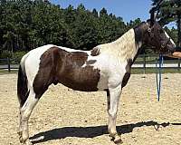 pinto-quarter-horse-gelding