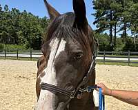 14-hand-quarter-horse-gelding
