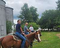 quarter-horse-for-sale