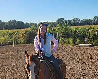 quarter-horse