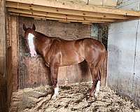 quarter-horse-gelding
