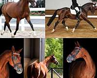 dressage-hanoverian-horse
