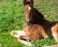 board-hanoverian-horse