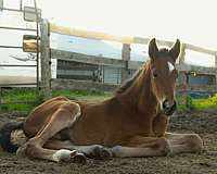 boned-hanoverian-horse