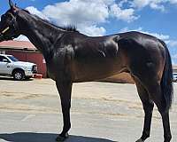 gymkha-horse