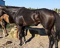 all-around-thoroughbred-horse