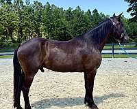 black-draft-gelding