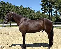 black-gelding-for-sale