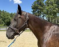 15-hand-draft-gelding
