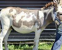 grey-paint-donkey