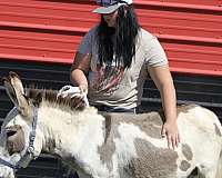paint-donkey