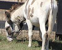 therapy-donkey-spotted-donkey