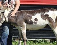 companion-therapy-donkey-miniature-horse