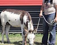 breeding-donkey