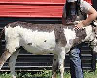 companion-donkey