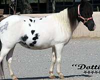great-family-miniature-horse