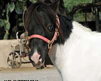 beginner-miniature-horse