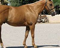 all-around-quarter-horse