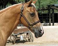 beginner-quarter-horse