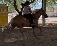 experienced-quarter-horse