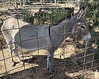 cross-over-withers-donkey
