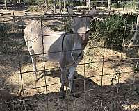 dun-cross-over-withers-donkey