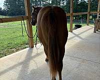 quarter-horse-for-sale