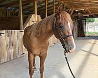 quarter-horse
