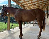 colt