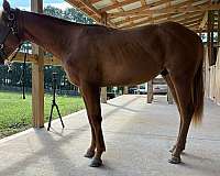 ferrier-colt