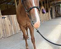 super-sweet-colt