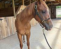 vets-colt
