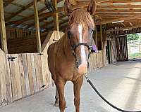 water-colt
