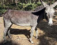 cream-muzzle-underbelly-donkey