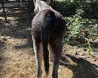 grey-cream-muzzle-underbelly-donkey