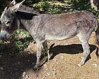good-conformation-donkey