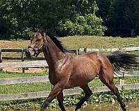 all-around-thoroughbred-horse