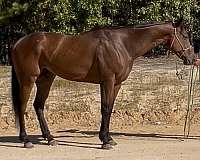 athletic-thoroughbred-horse