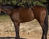 f-thoroughbred-horse