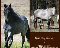 roan-percheron-mare