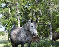 roan-percheron-stallion