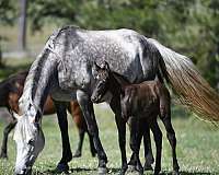 roan-percheron-broodmare