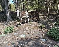 overo-spotted-horse