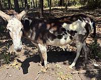 spotted-horse