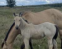 buckskin-star-2-hind-coronet-bands-horse