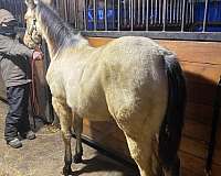 magneticat-quarter-horse