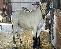 star-2-hind-coronet-bands-horse