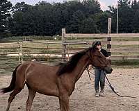 alabama-filly